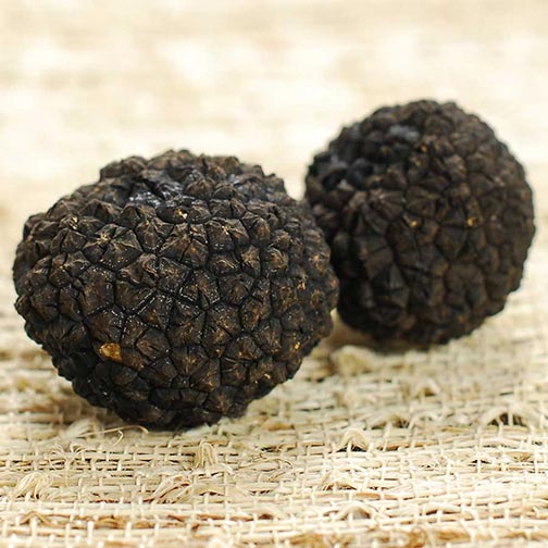 Fresh Black Burgundy Truffles from Italy